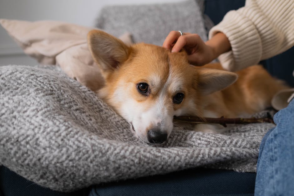 Fireworks and Pets: Keeping Your Animals Safe During Celebrations